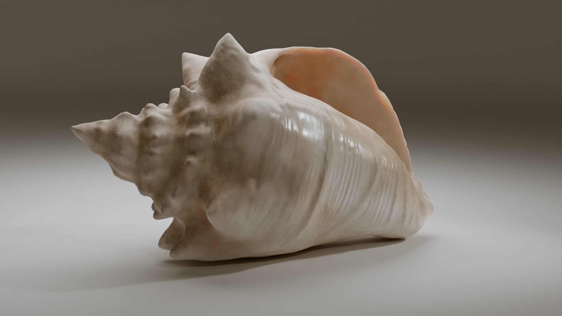 Conch Shell Low-poly 3D model_20