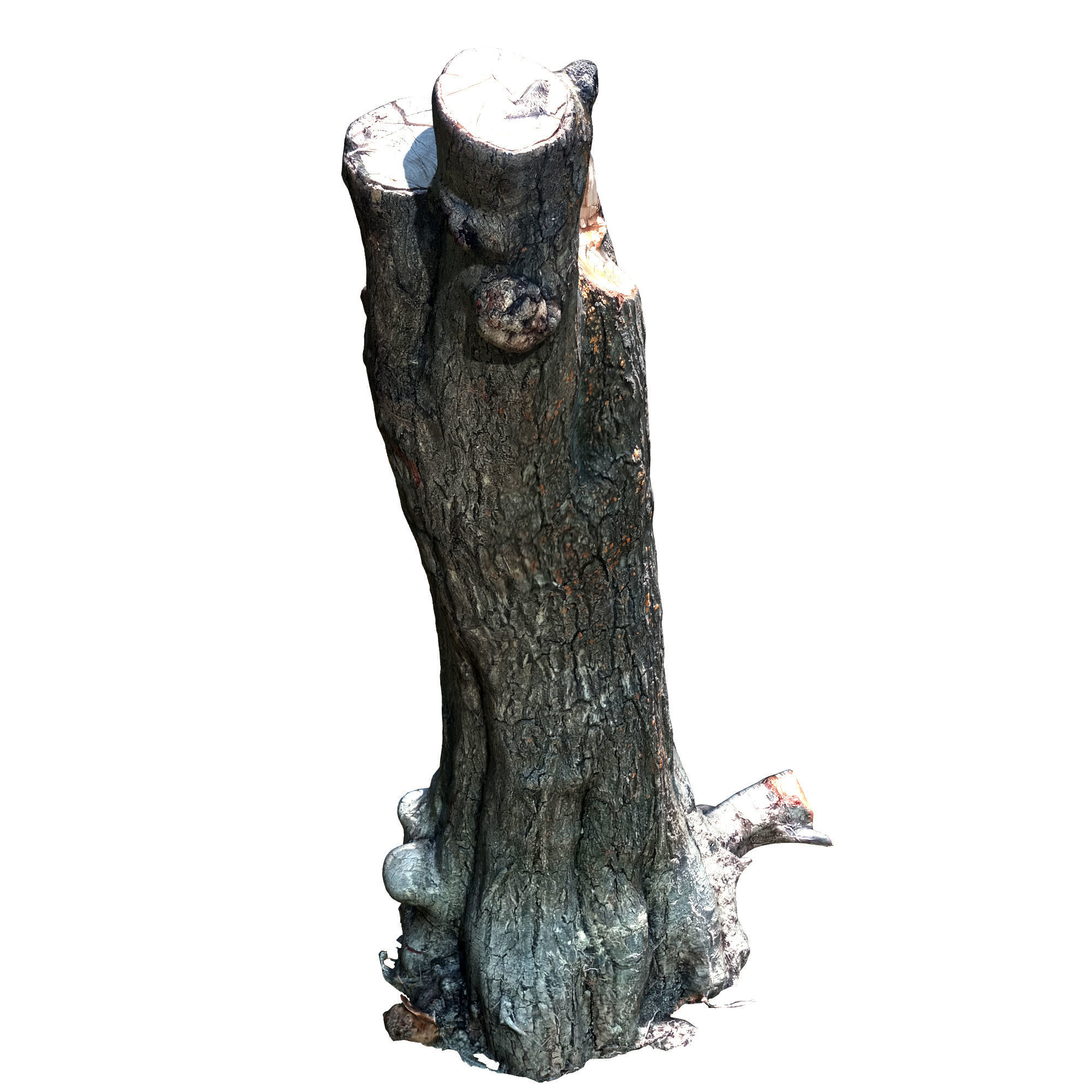 trunk 62 3D model_2