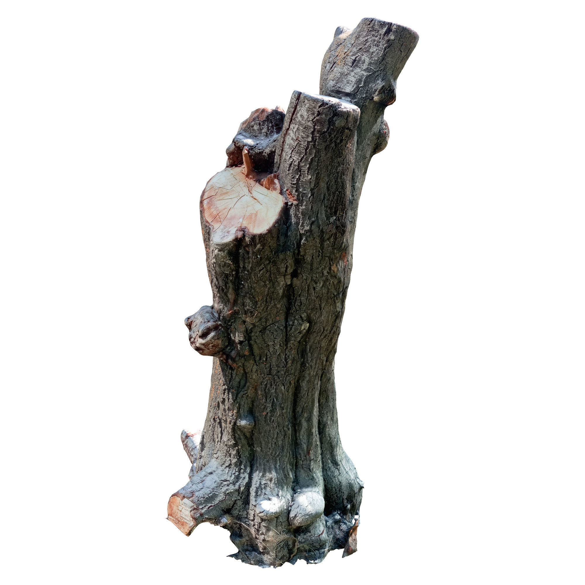 trunk 62 3D model_3