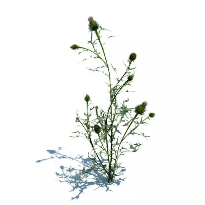 Green Thistle Plant 3D model_0