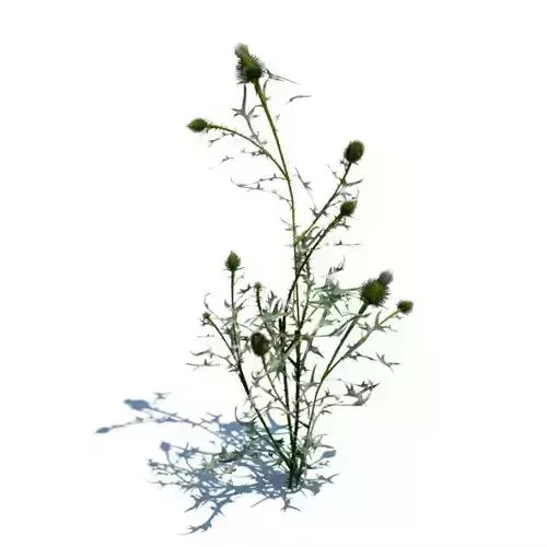 Green Thistle Plant 3D model