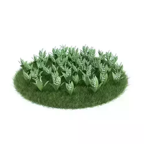 Convallaria Majalis Flowering Plant