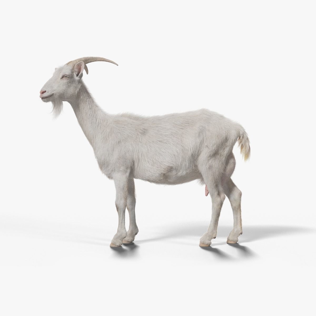 Goat 01 Animated VFX Grace 3D model_8