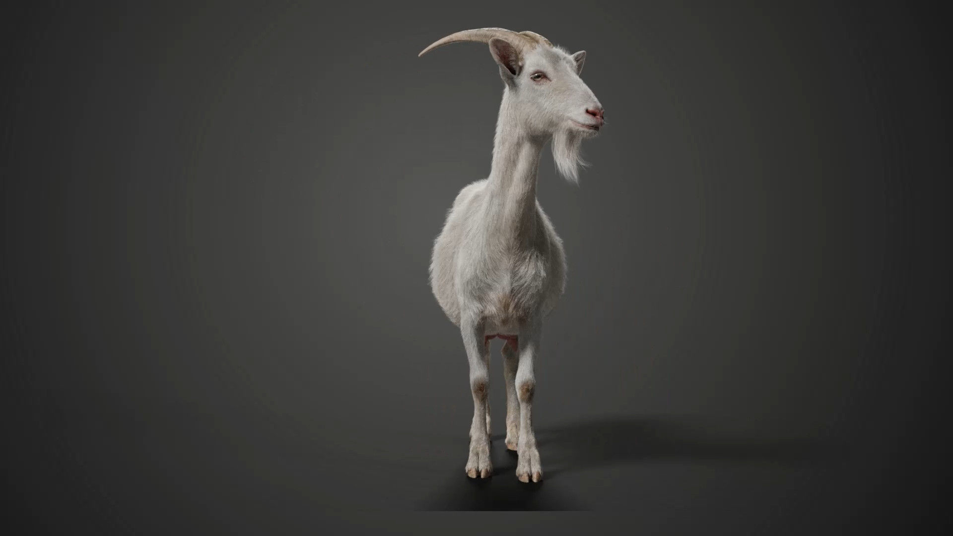Goat 01 Animated VFX Grace 3D model_12