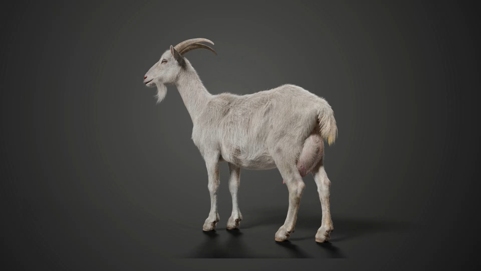 Goat 01 Animated VFX Grace 3D model_10