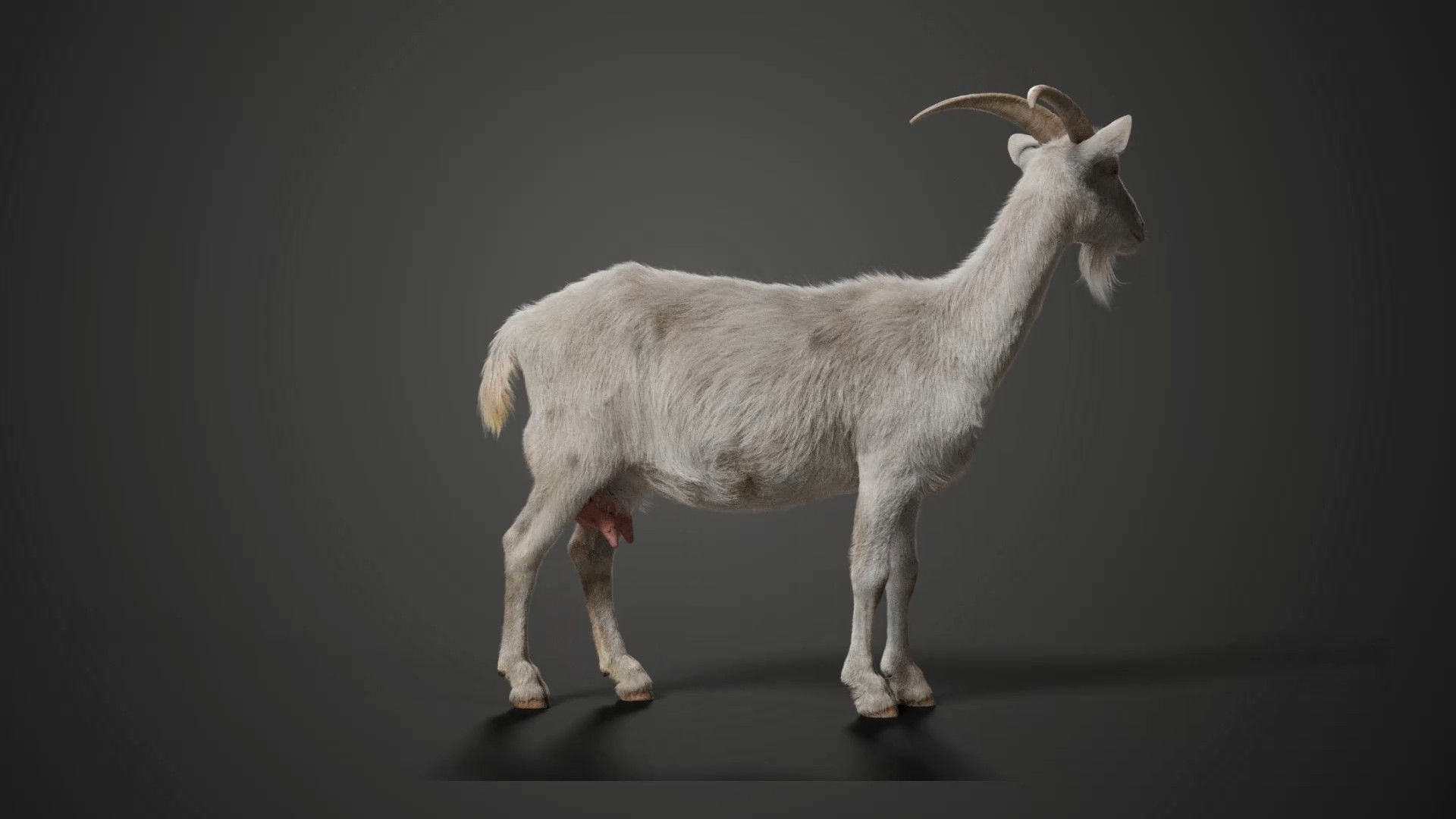 Goat 01 Animated VFX Grace 3D model_11