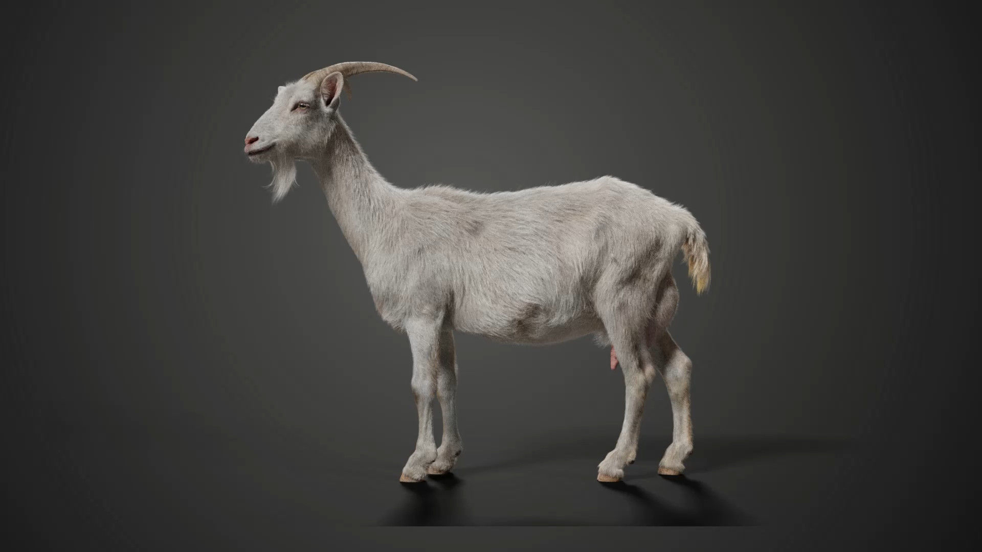 Goat 01 Animated VFX Grace 3D model_9