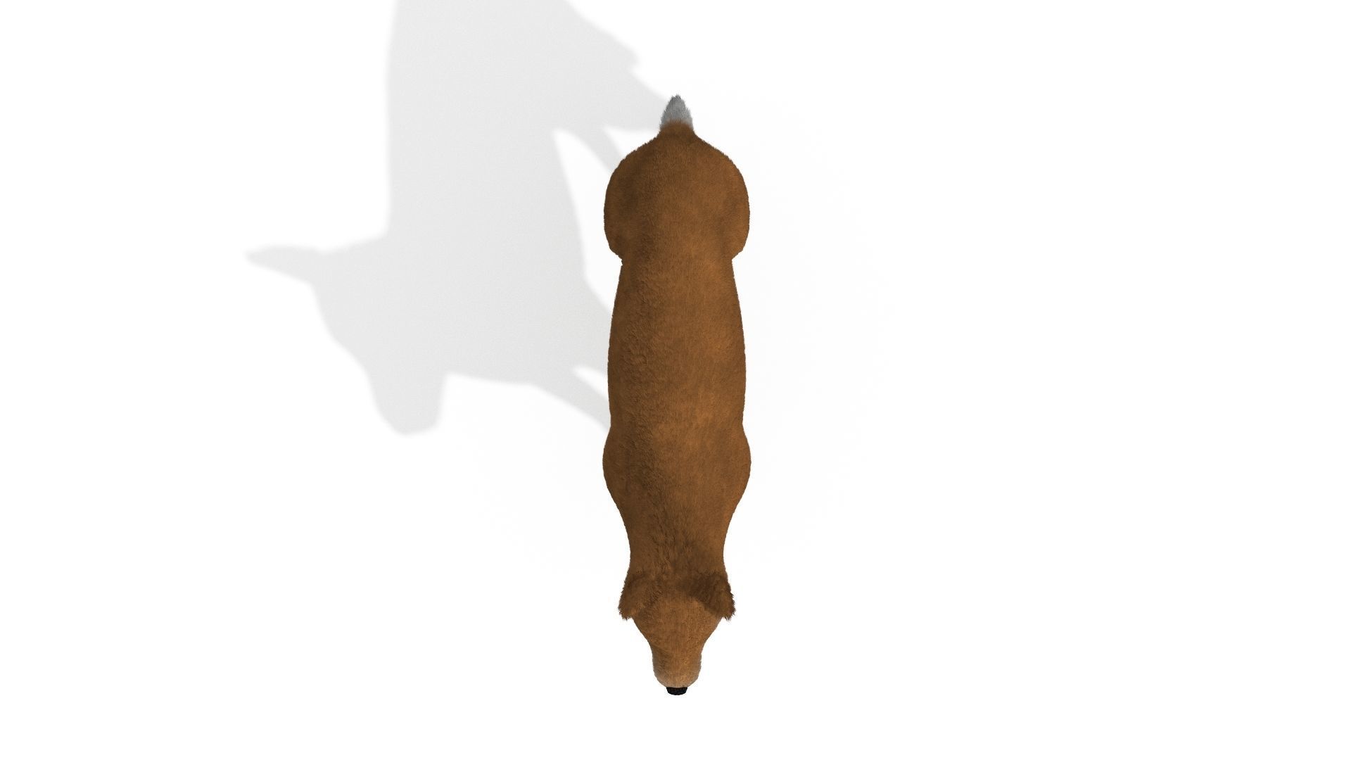 3D Dog Dingo Australian Animal 3D model_4