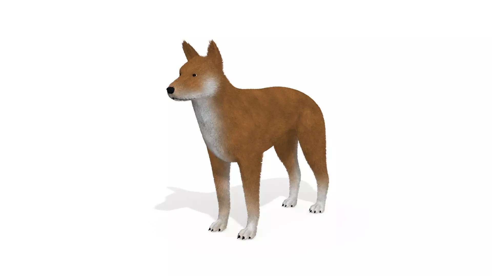 3D Dog Dingo Australian Animal 3D model_0