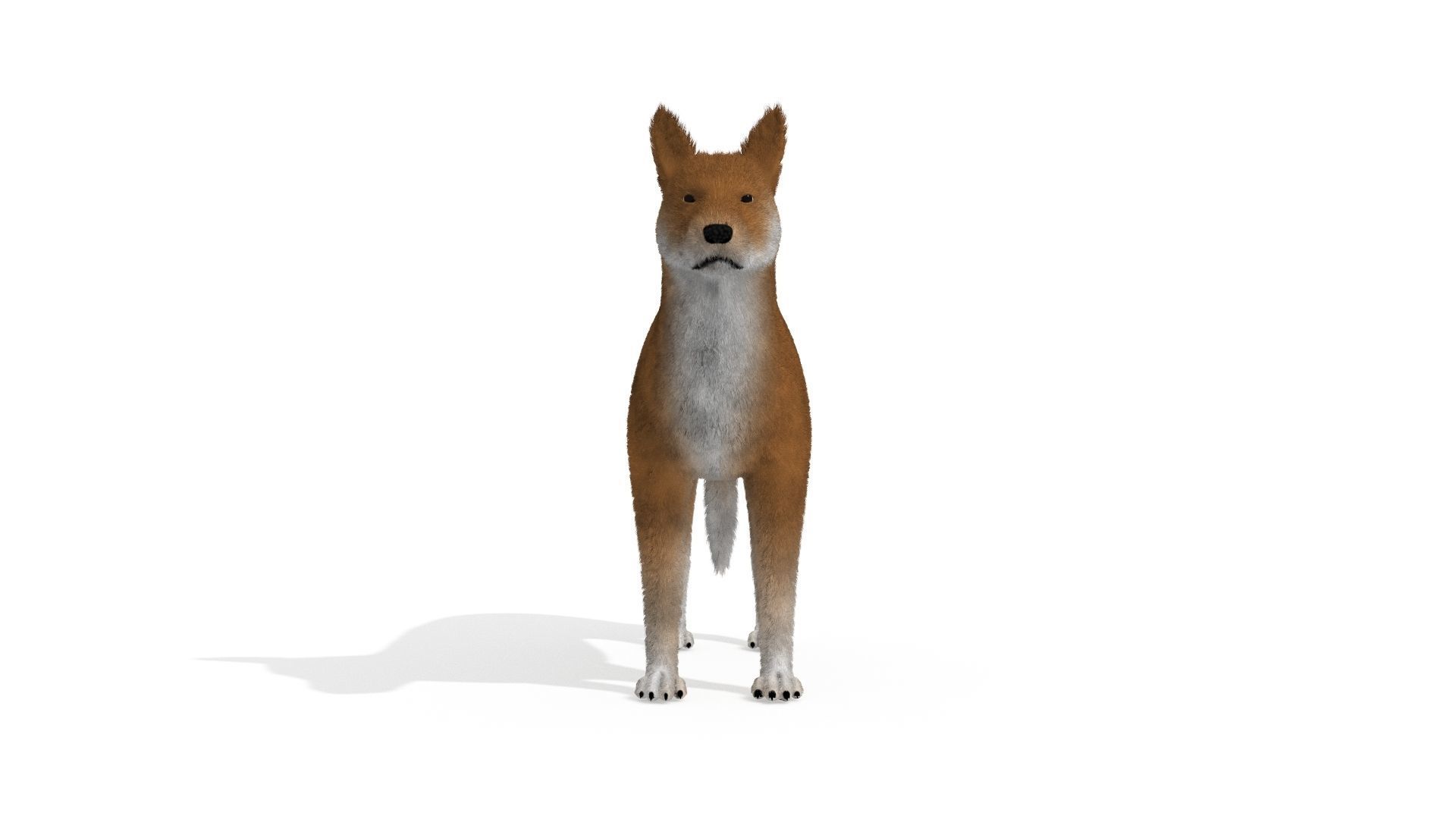 3D Dog Dingo Australian Animal 3D model_2