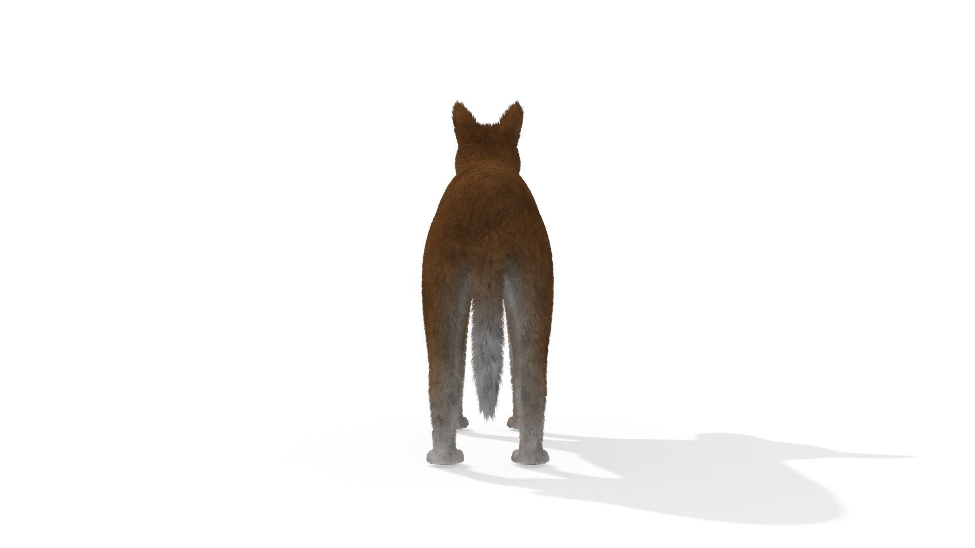 3D Dog Dingo Australian Animal 3D model_3