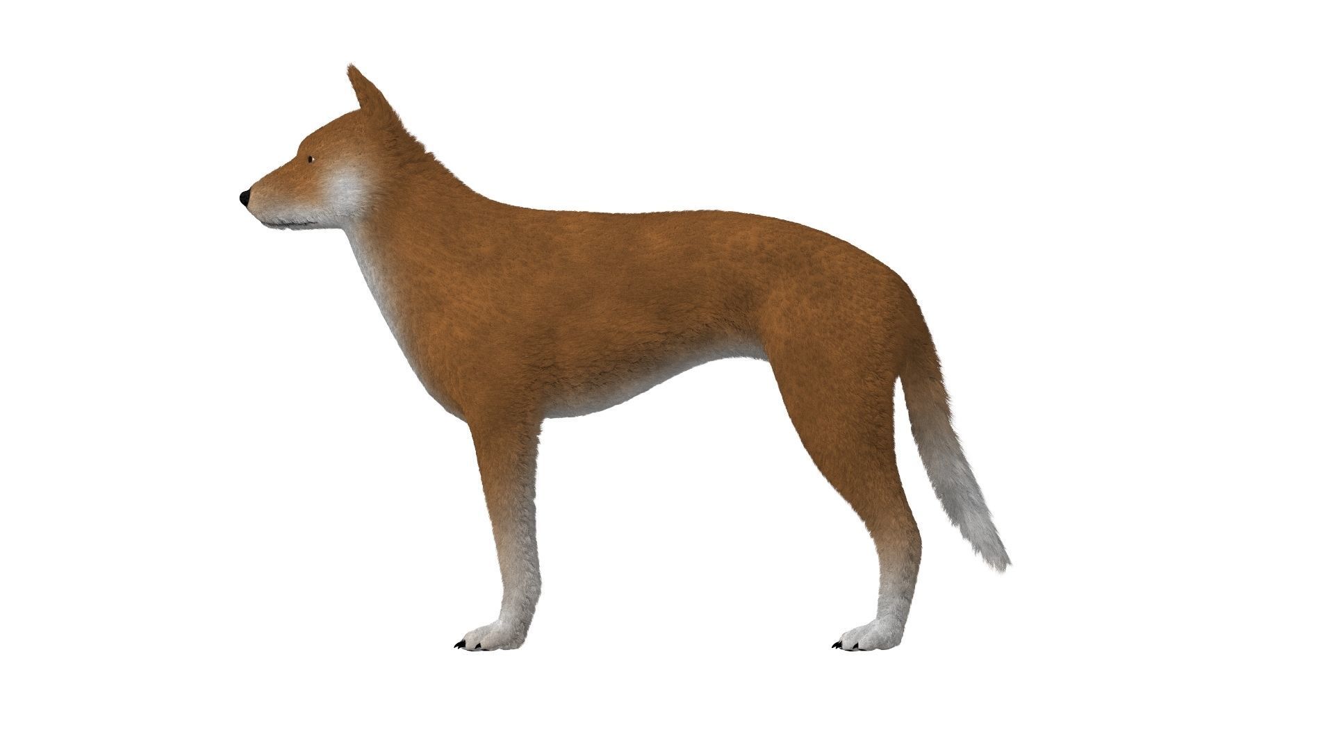 3D Dog Dingo Australian Animal 3D model_1