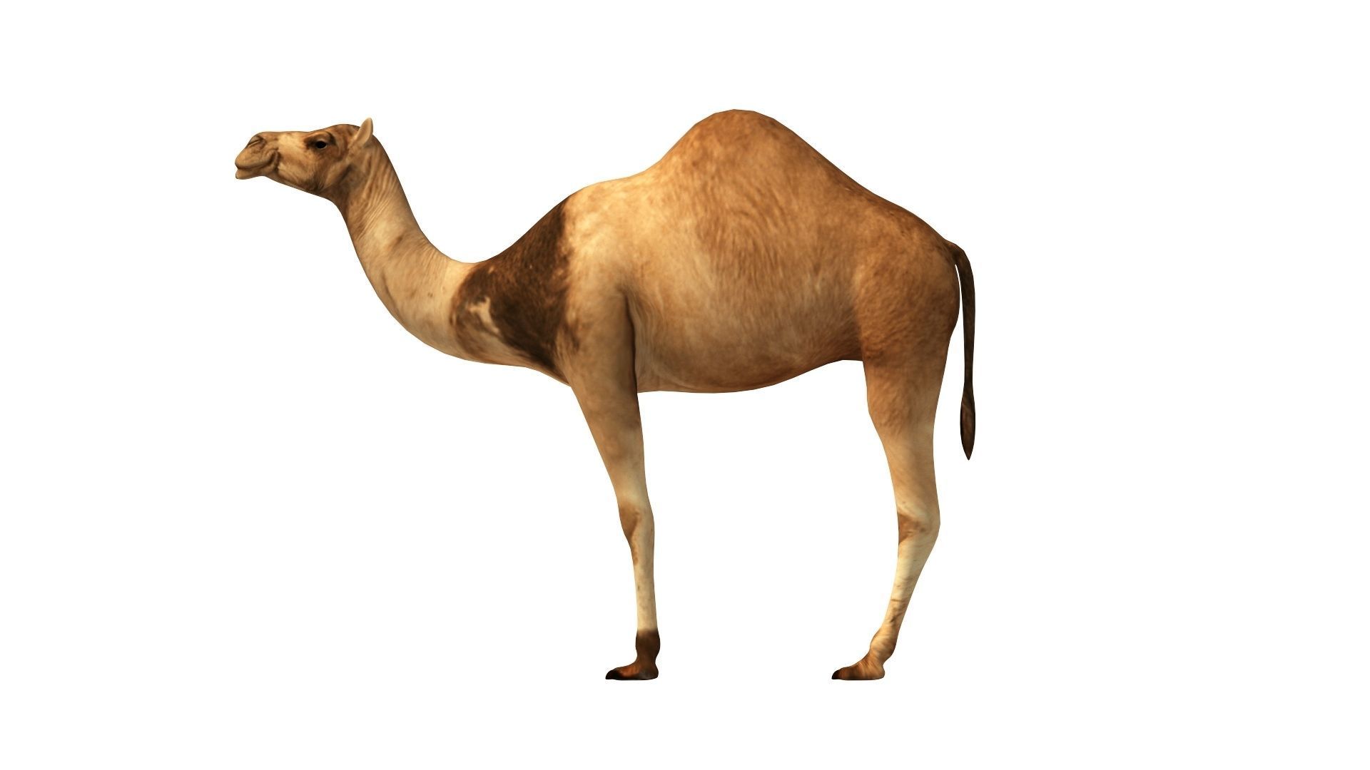 Camel Low Poly VR AR Animal 3D model_1