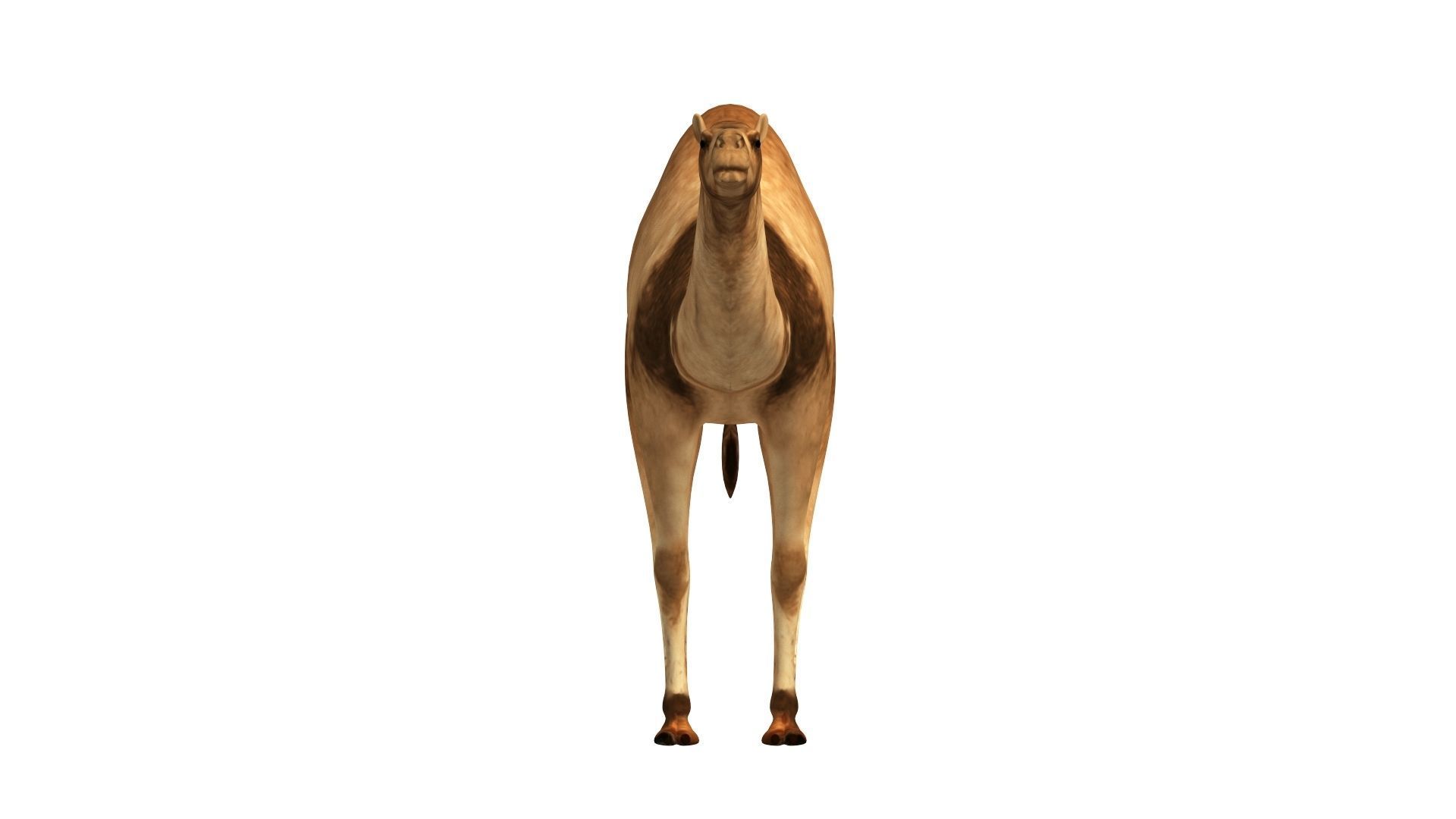 Camel Low Poly VR AR Animal 3D model_2