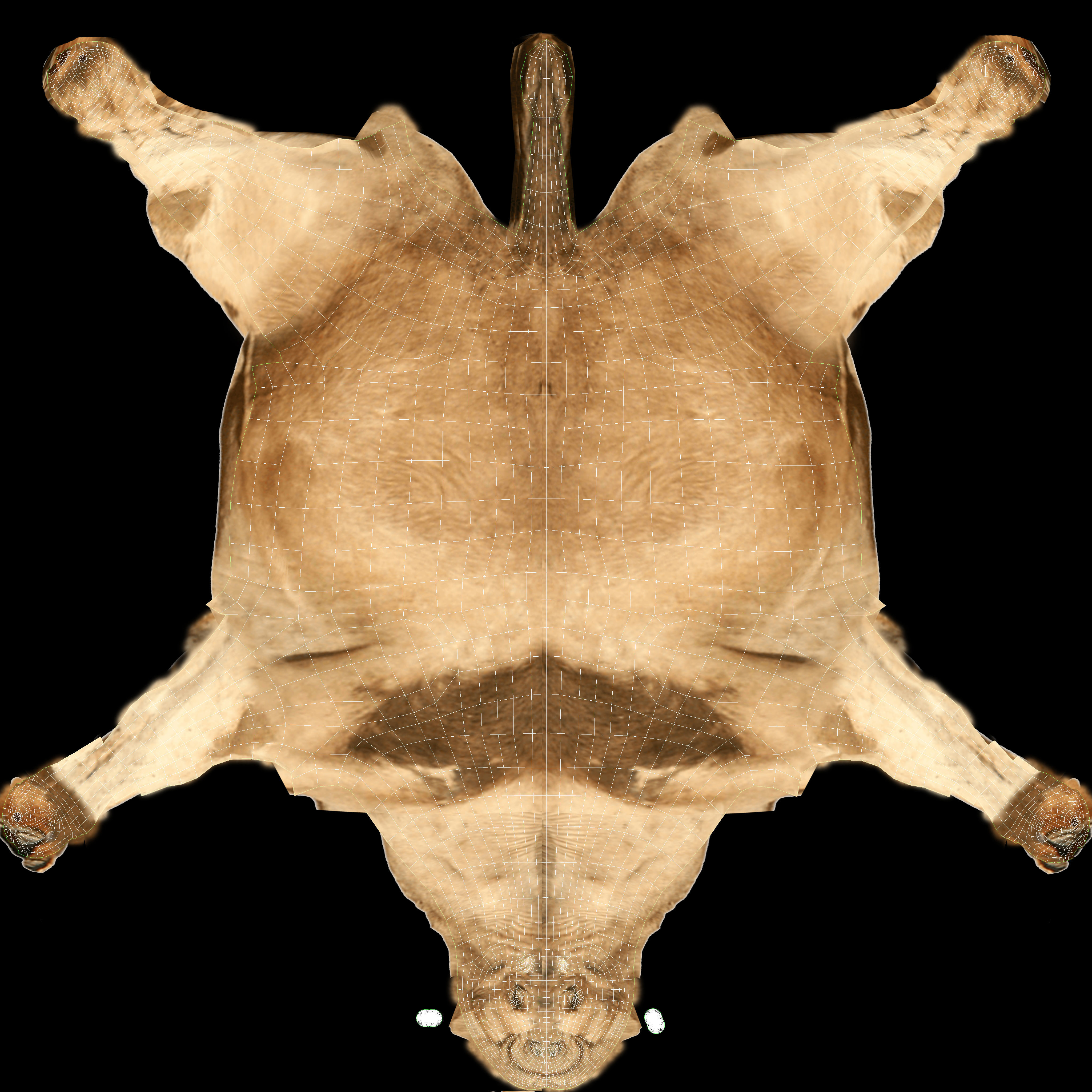 Camel Low Poly VR AR Animal 3D model_6