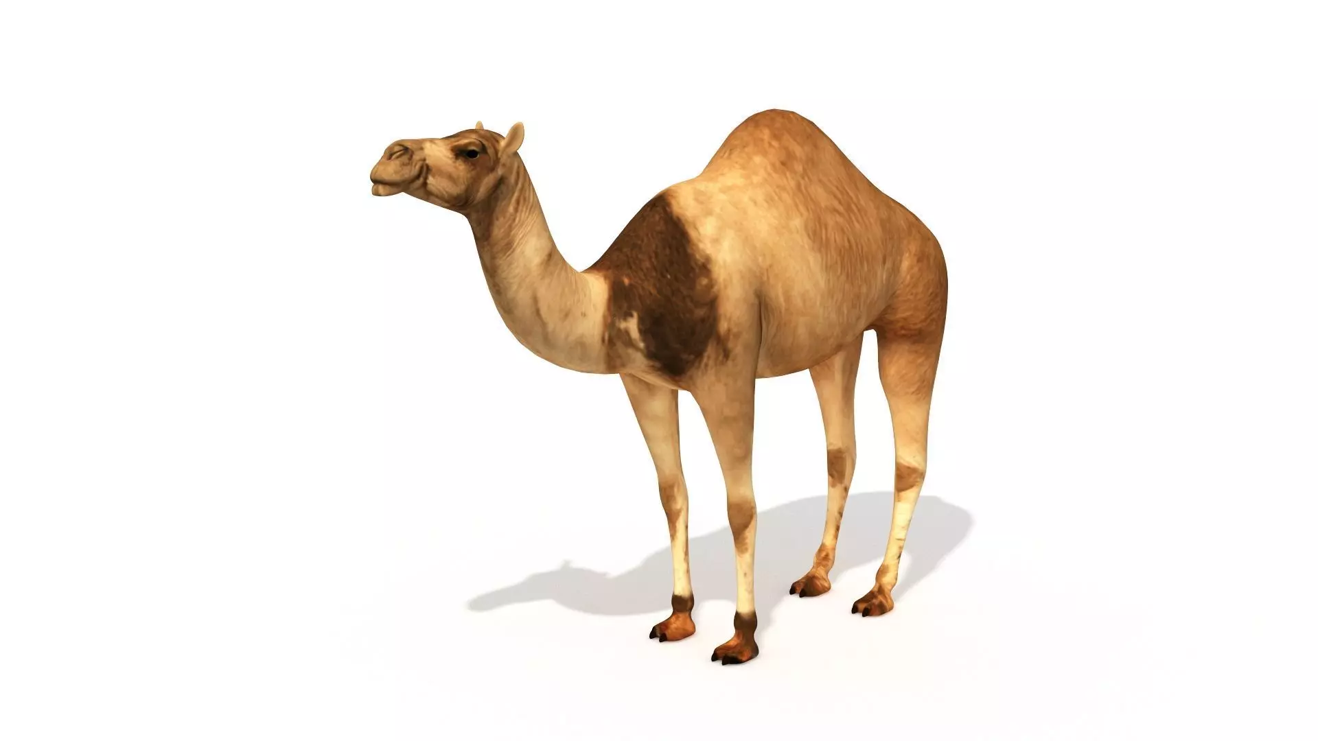 Camel Low Poly VR AR Animal 3D model_0