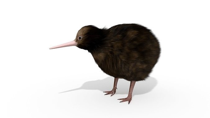 Kiwi Bird New Zealand Animal 3D model