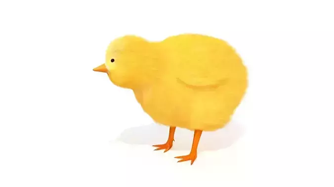 Baby Chick Chicken Farm Animal