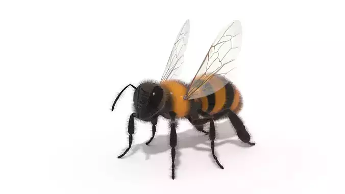 Bee Insect 3D model 