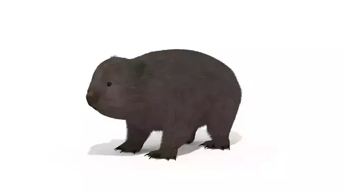 Wombat Marsupial Australian Animal 3D model