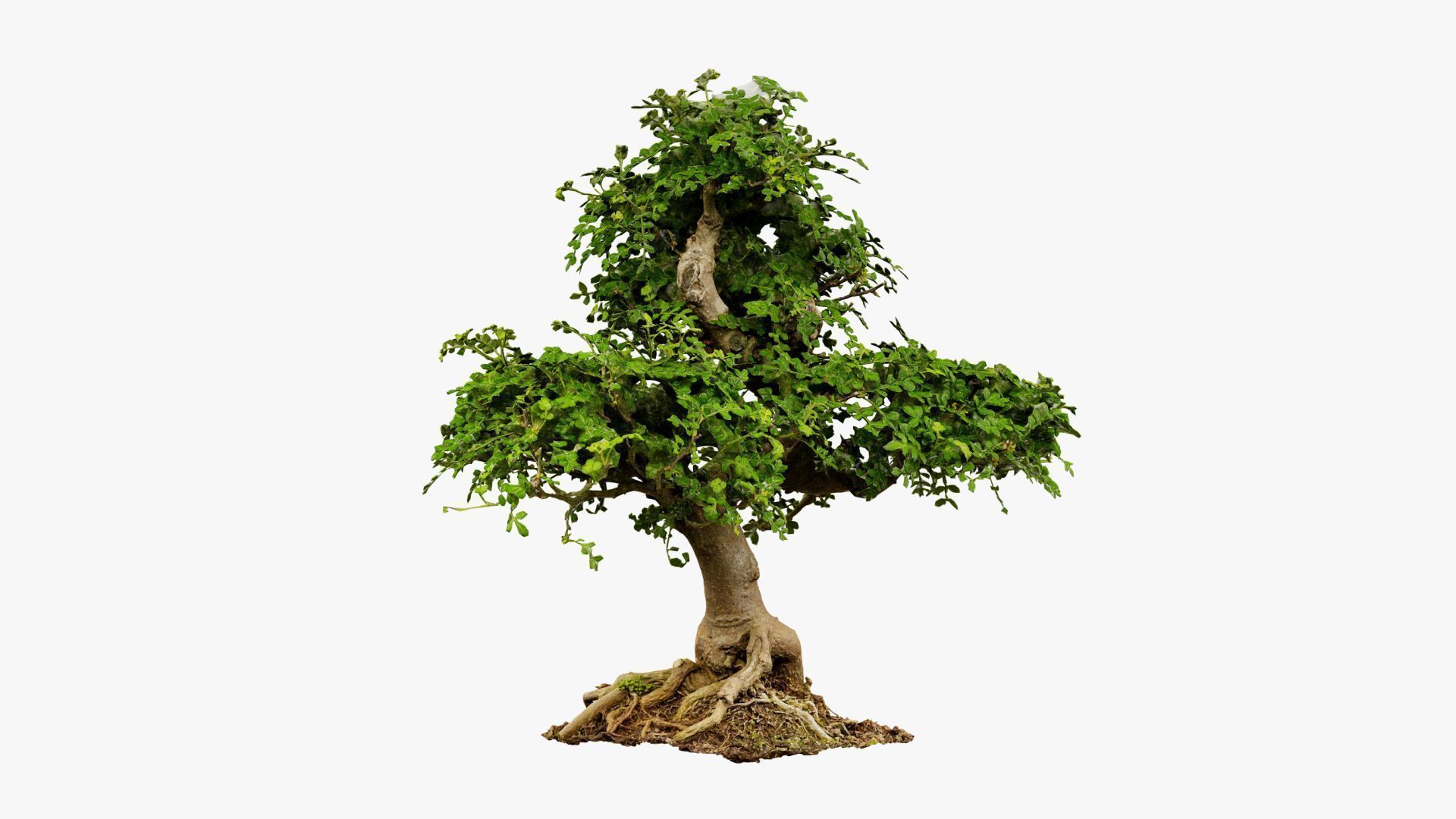 Enchanted Tree 9 3D model_8