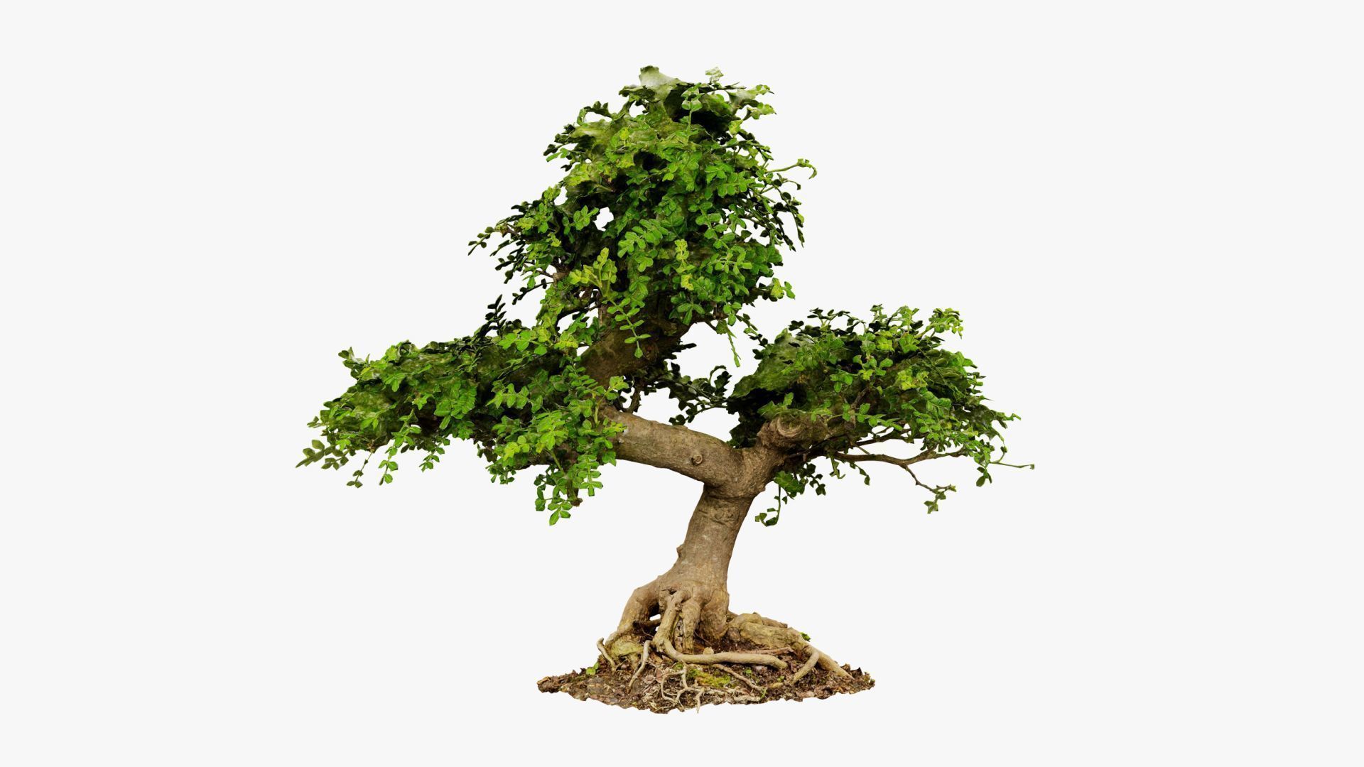 Enchanted Tree 9 3D model_13