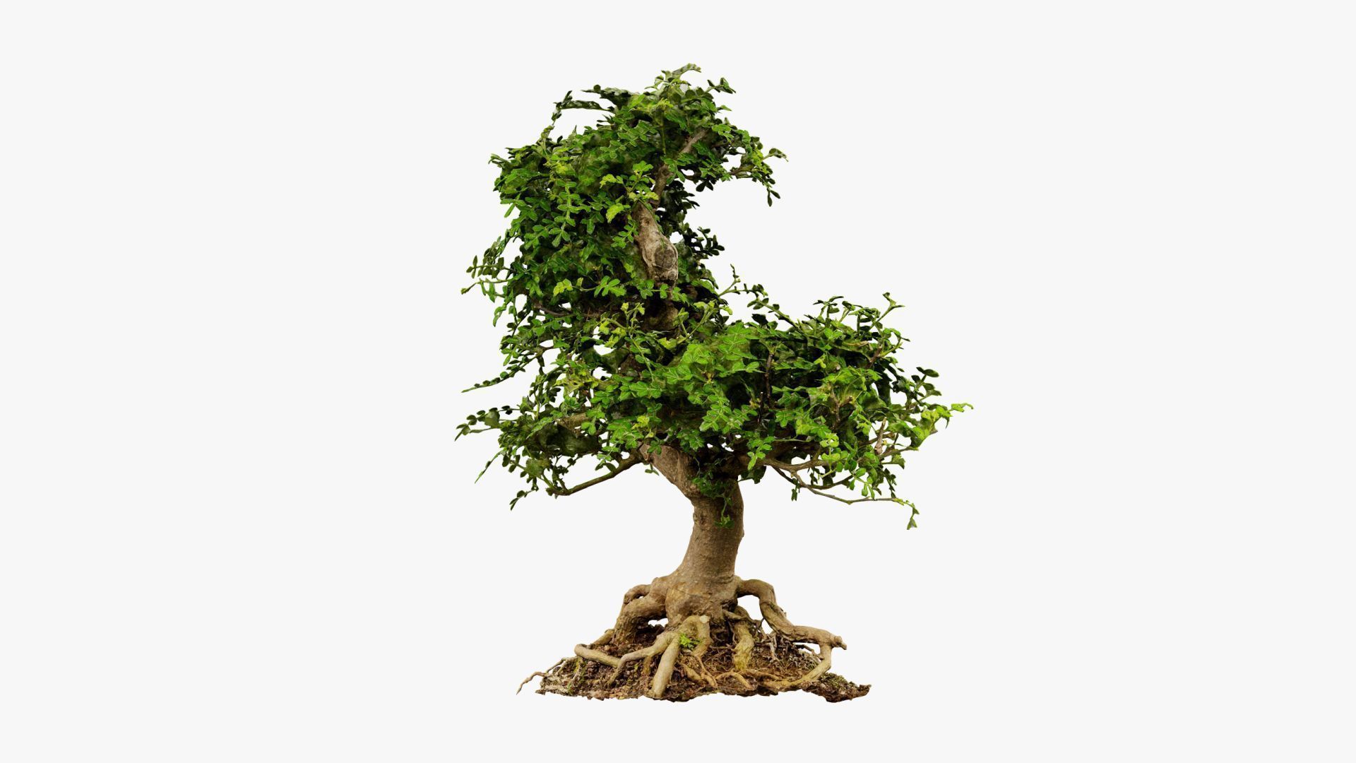 Enchanted Tree 9 3D model_10