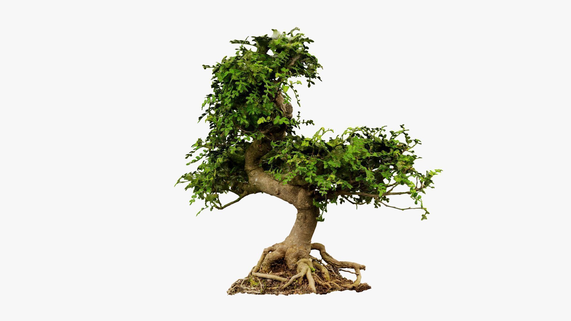 Enchanted Tree 9 3D model_11