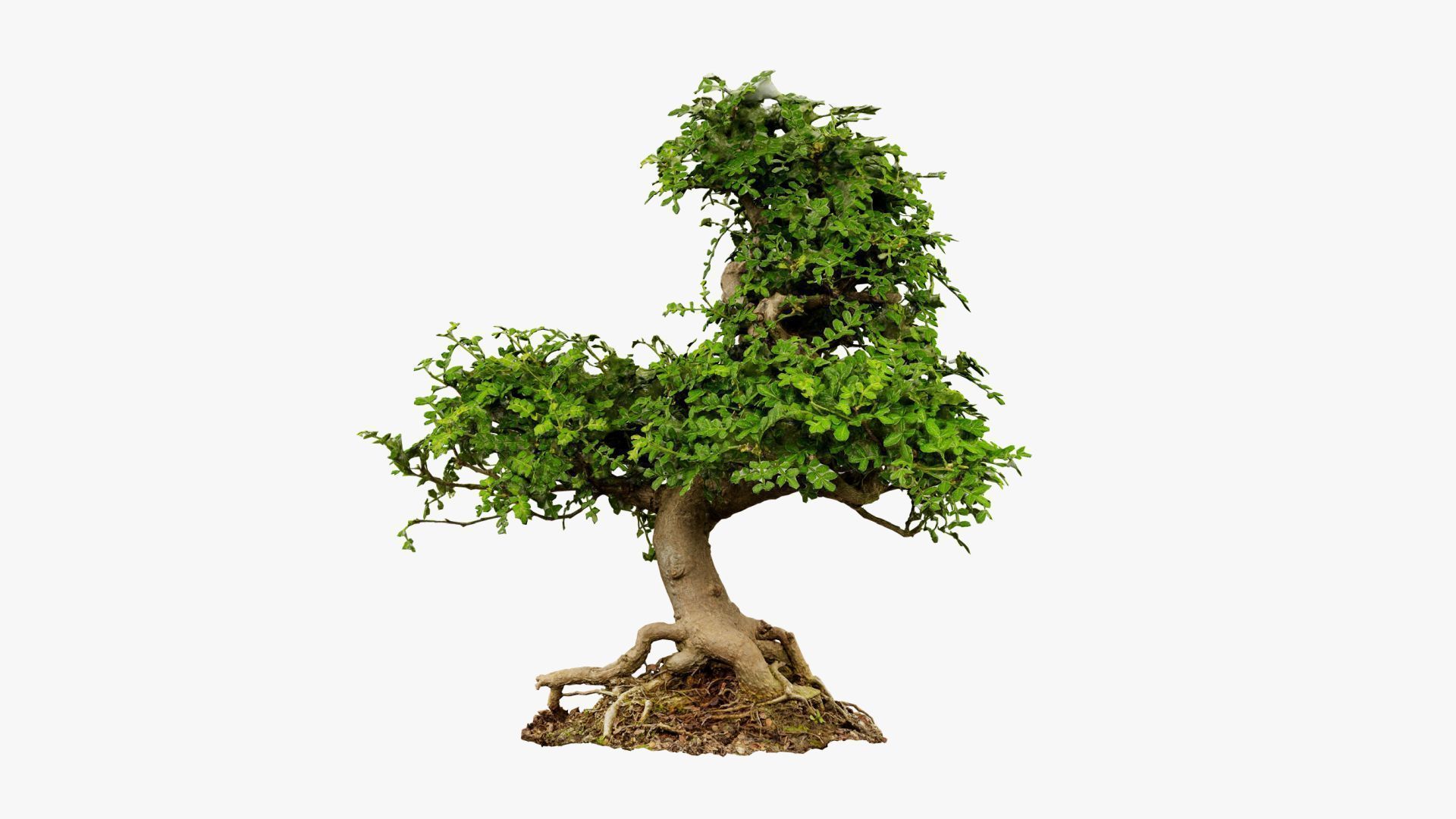 Enchanted Tree 9 3D model_17