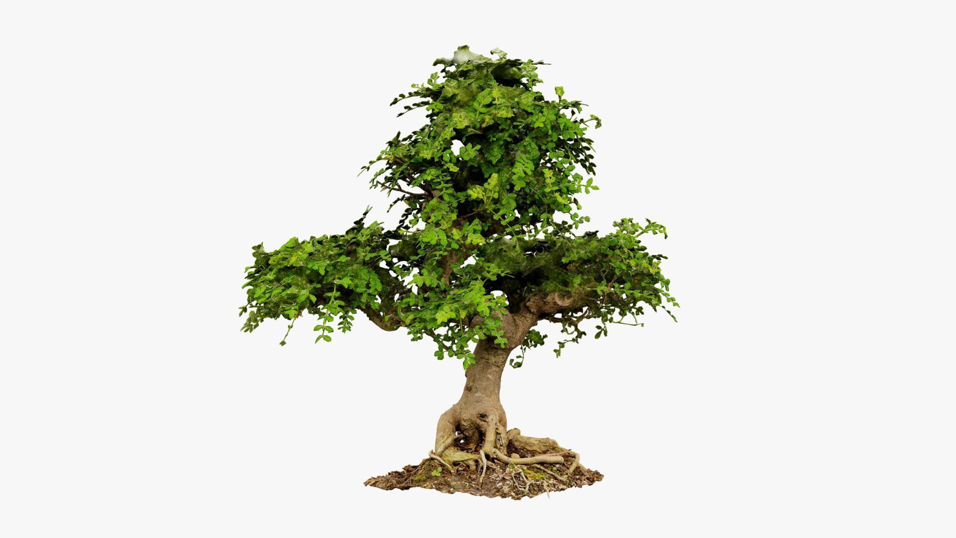 Enchanted Tree 9 3D model_14