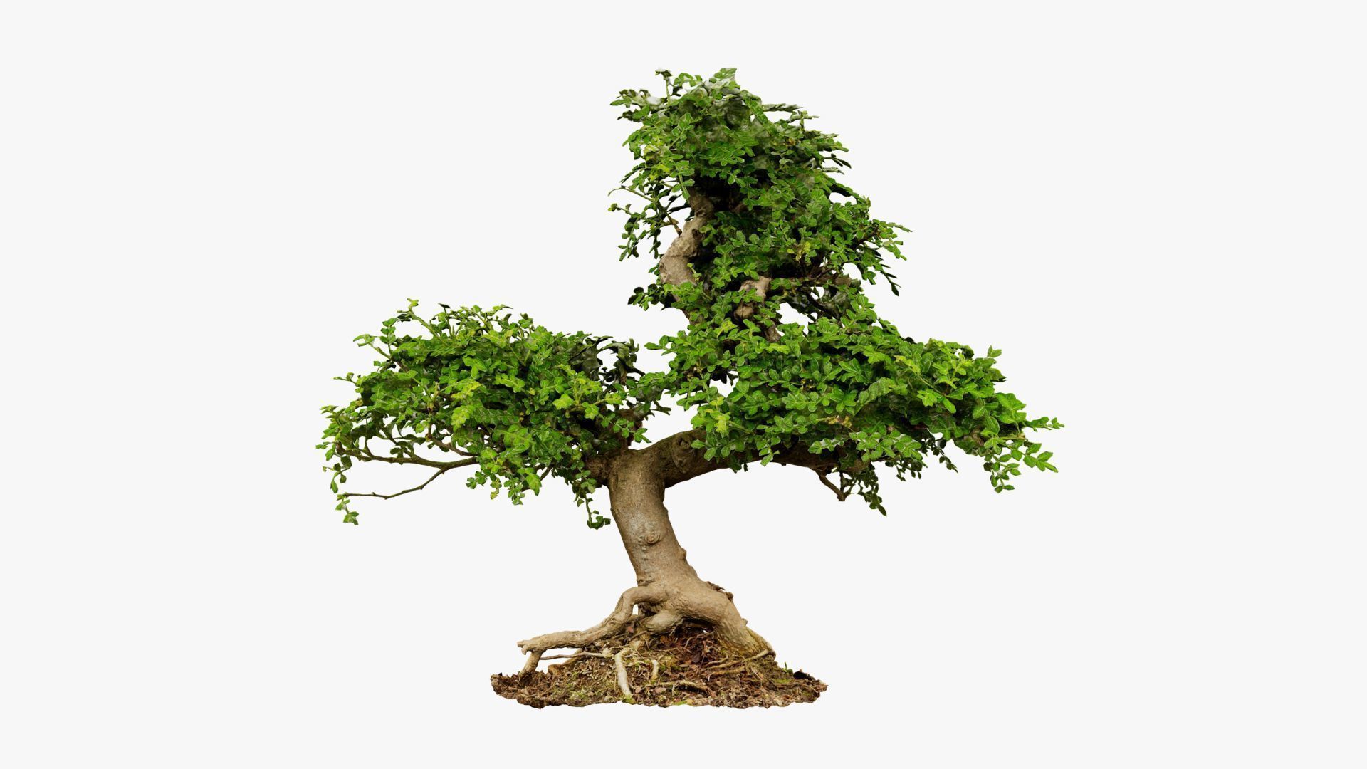 Enchanted Tree 9 3D model_6