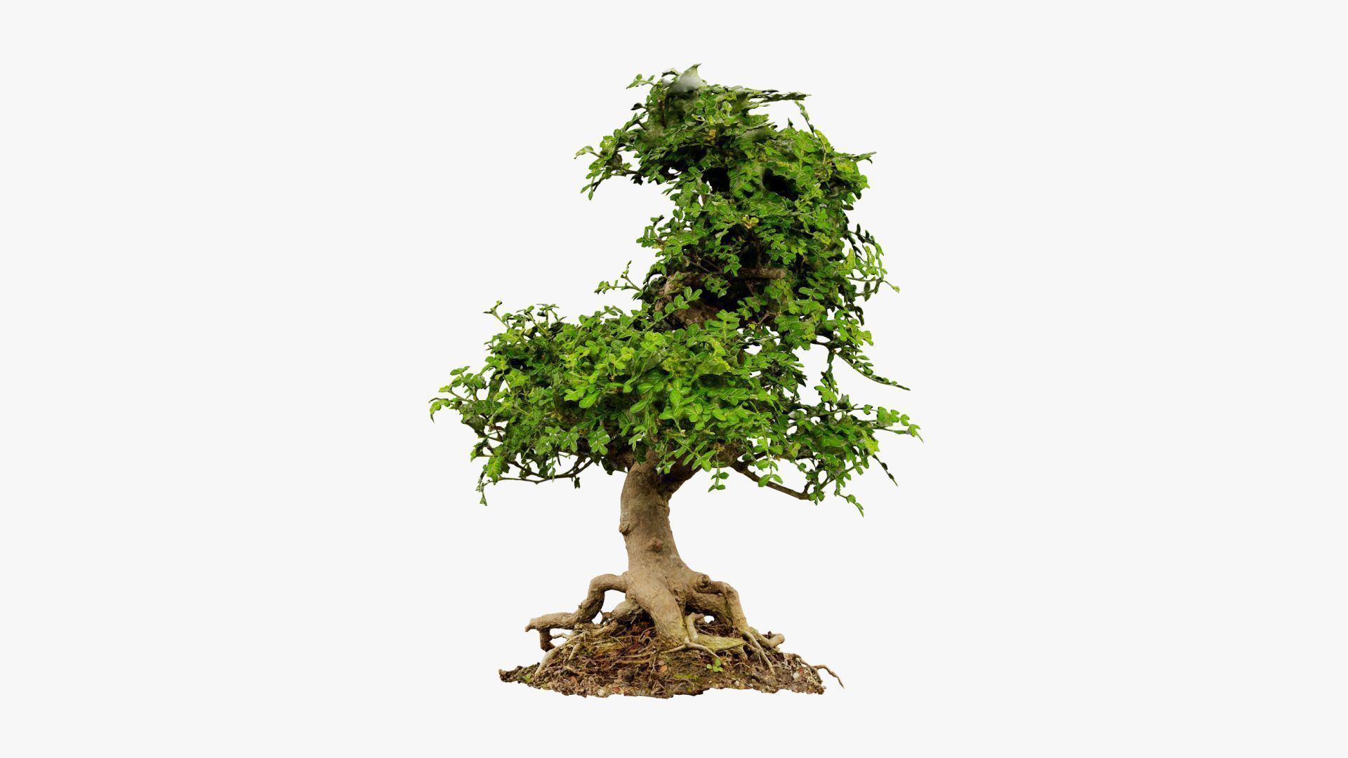 Enchanted Tree 9 3D model_16