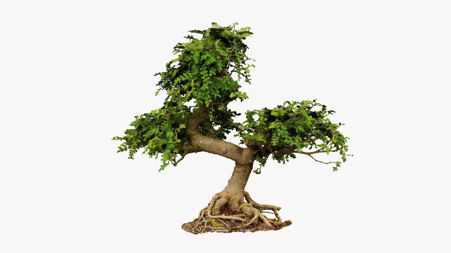 Enchanted Tree 9 3D model_12