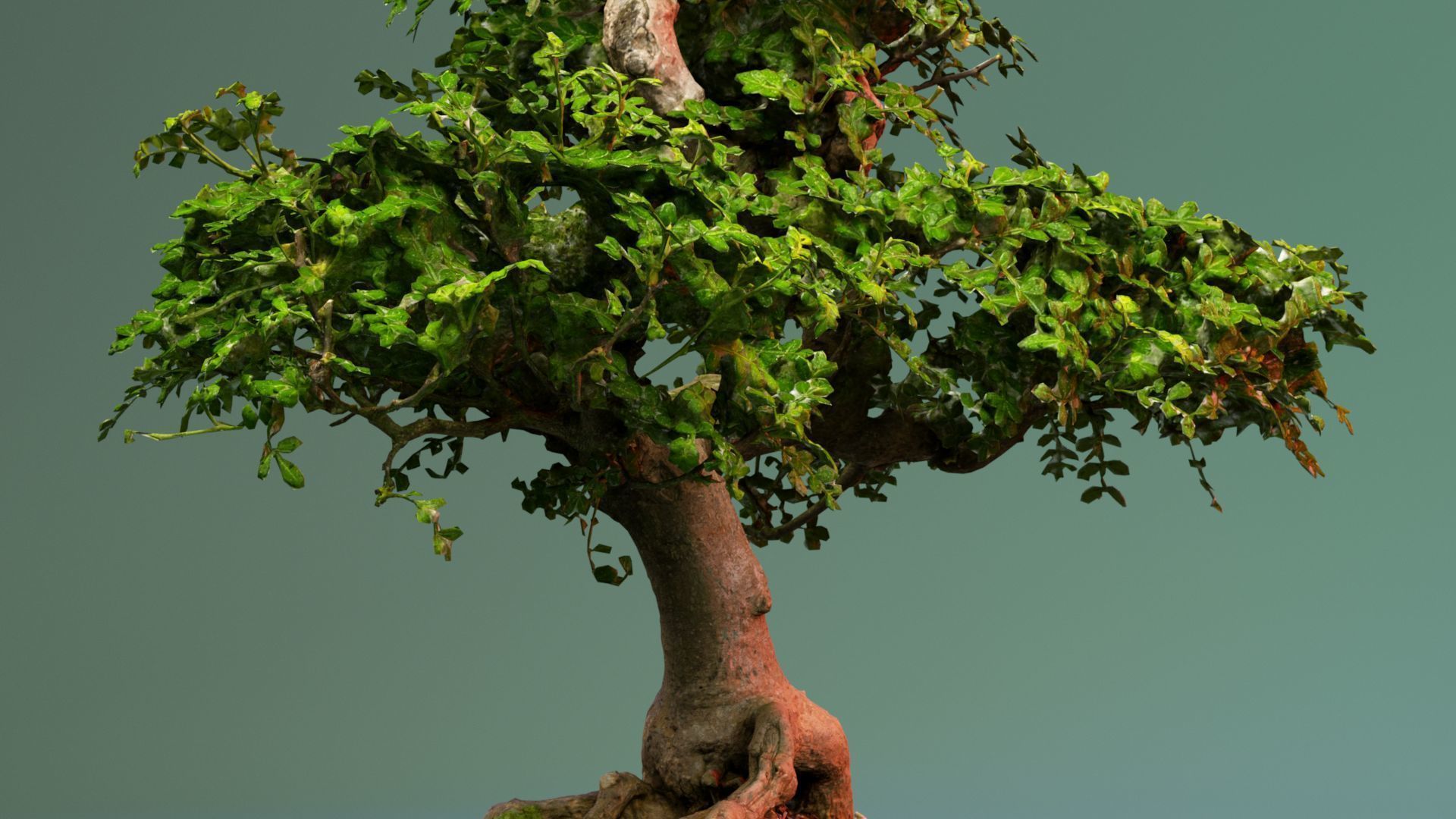 Enchanted Tree 9 3D model_2