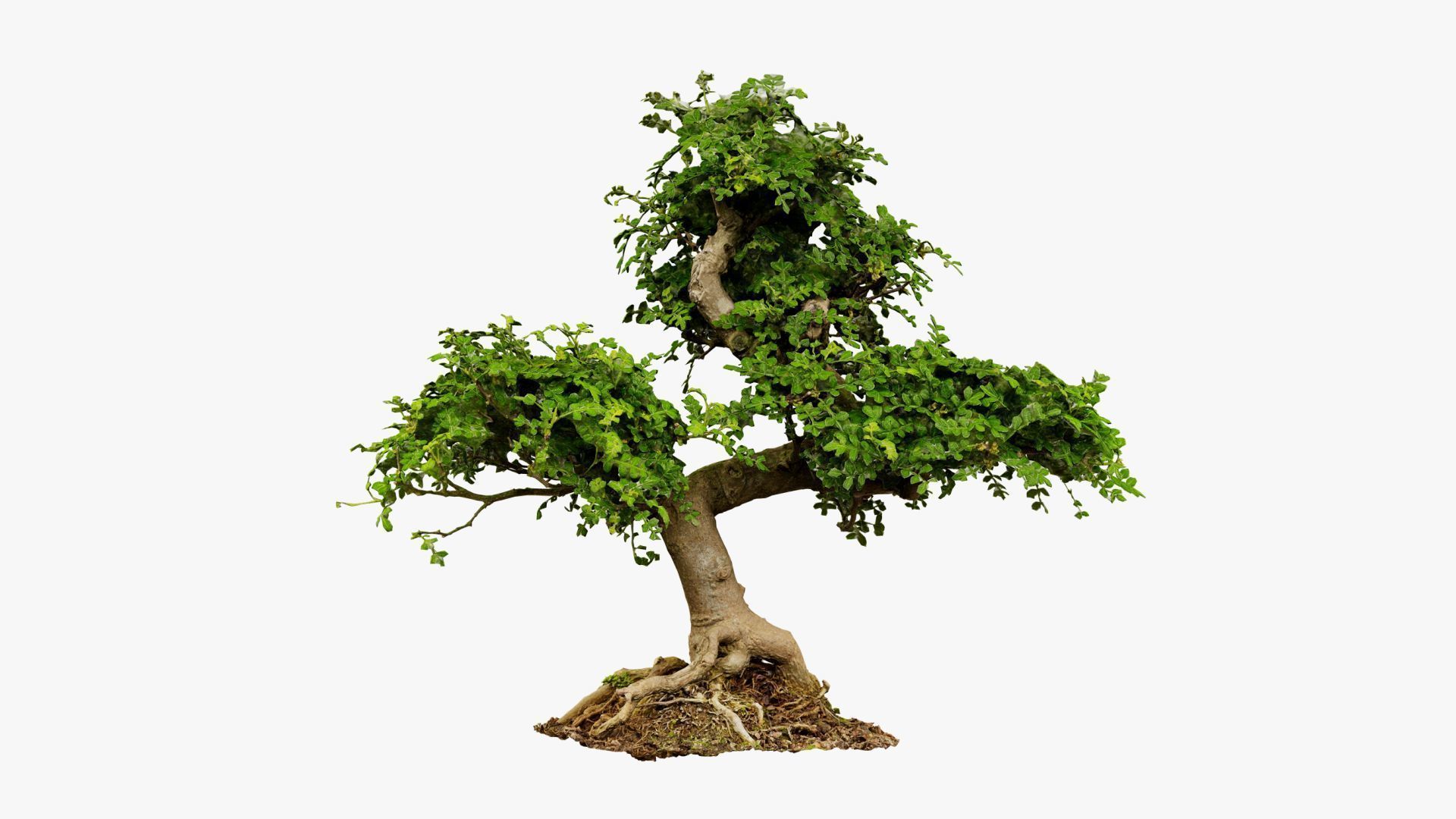 Enchanted Tree 9 3D model_7