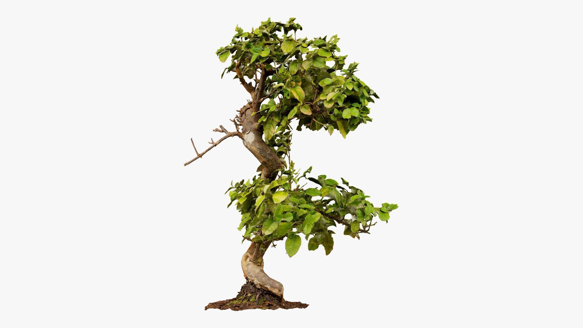 Enchanted Tree 6 3D model_15