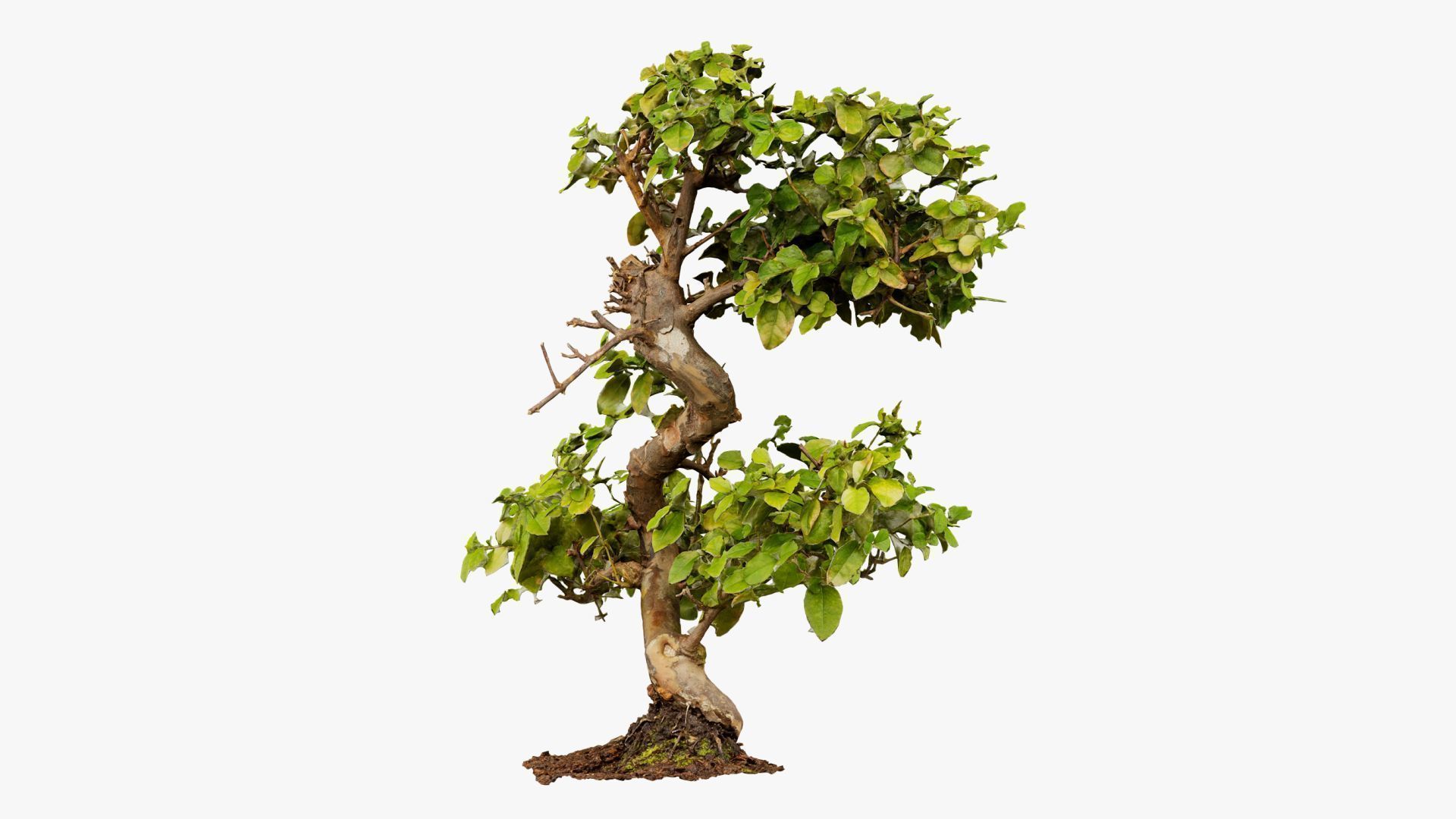 Enchanted Tree 6 3D model_16