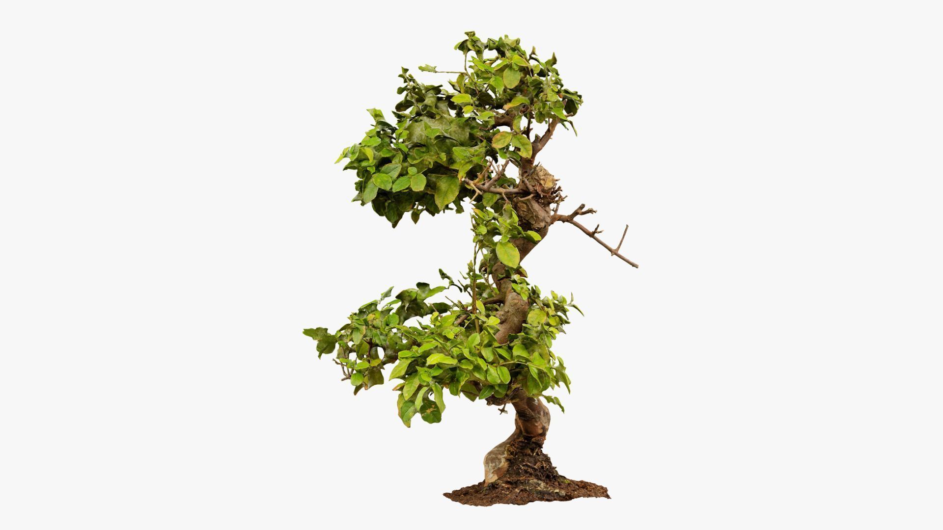 Enchanted Tree 6 3D model_9