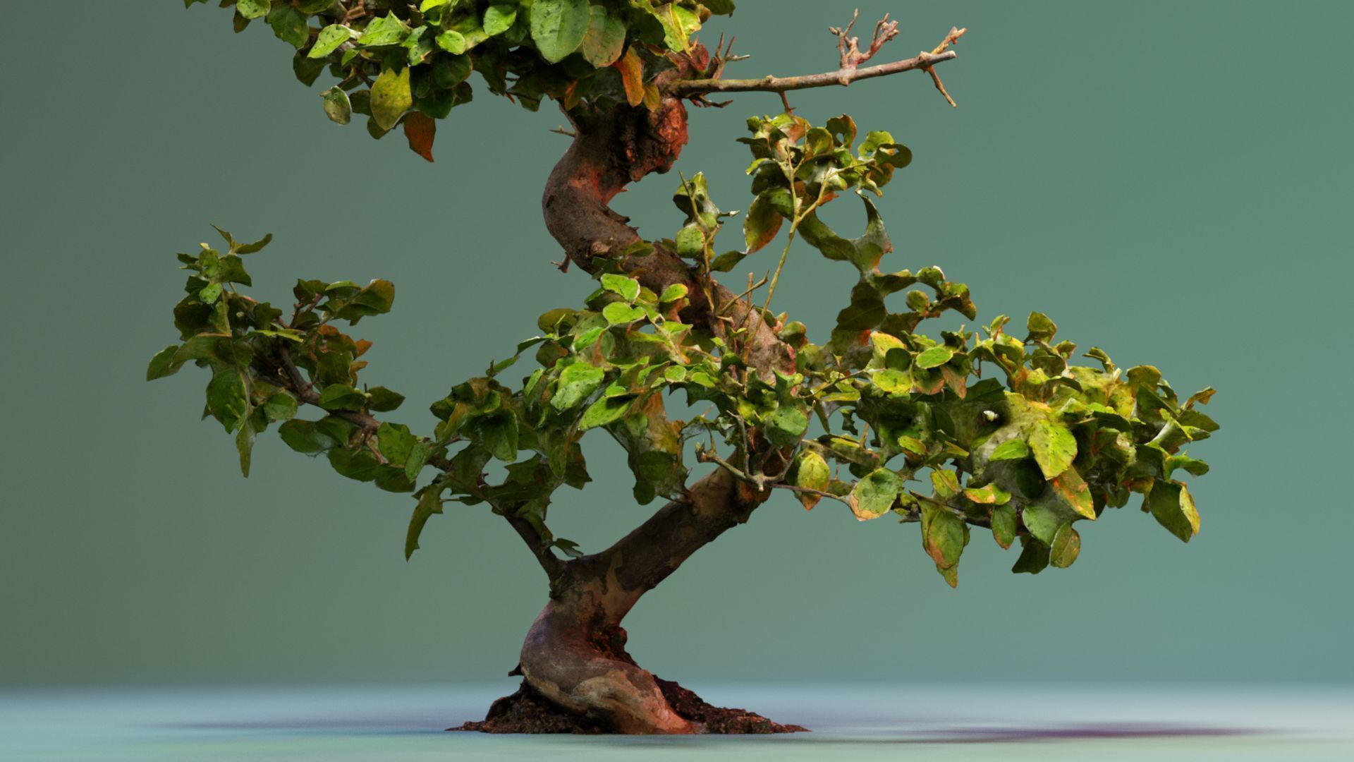 Enchanted Tree 6 3D model_2
