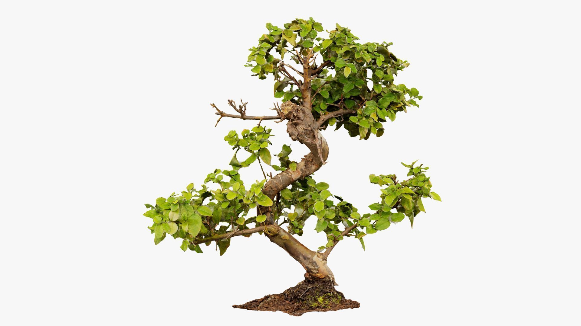 Enchanted Tree 6 3D model_6