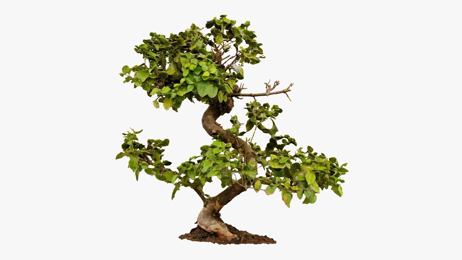 Enchanted Tree 6 3D model_12