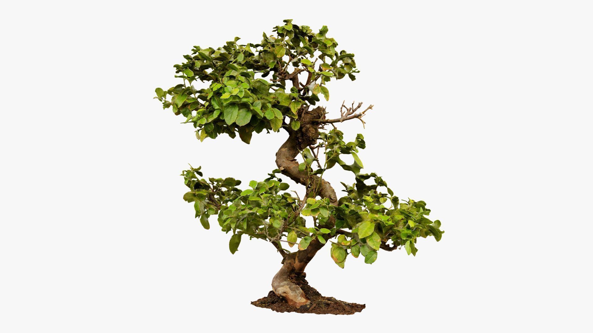 Enchanted Tree 6 3D model_11