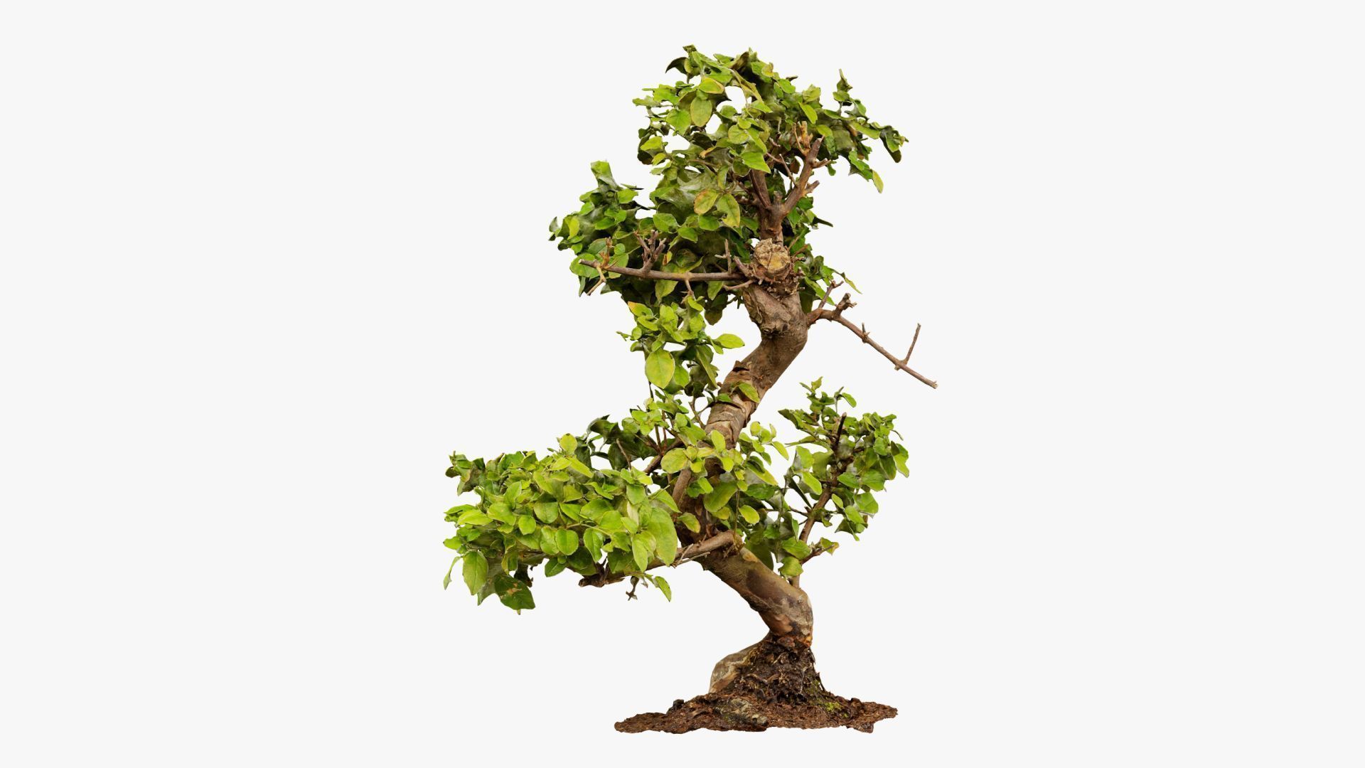 Enchanted Tree 6 3D model_8