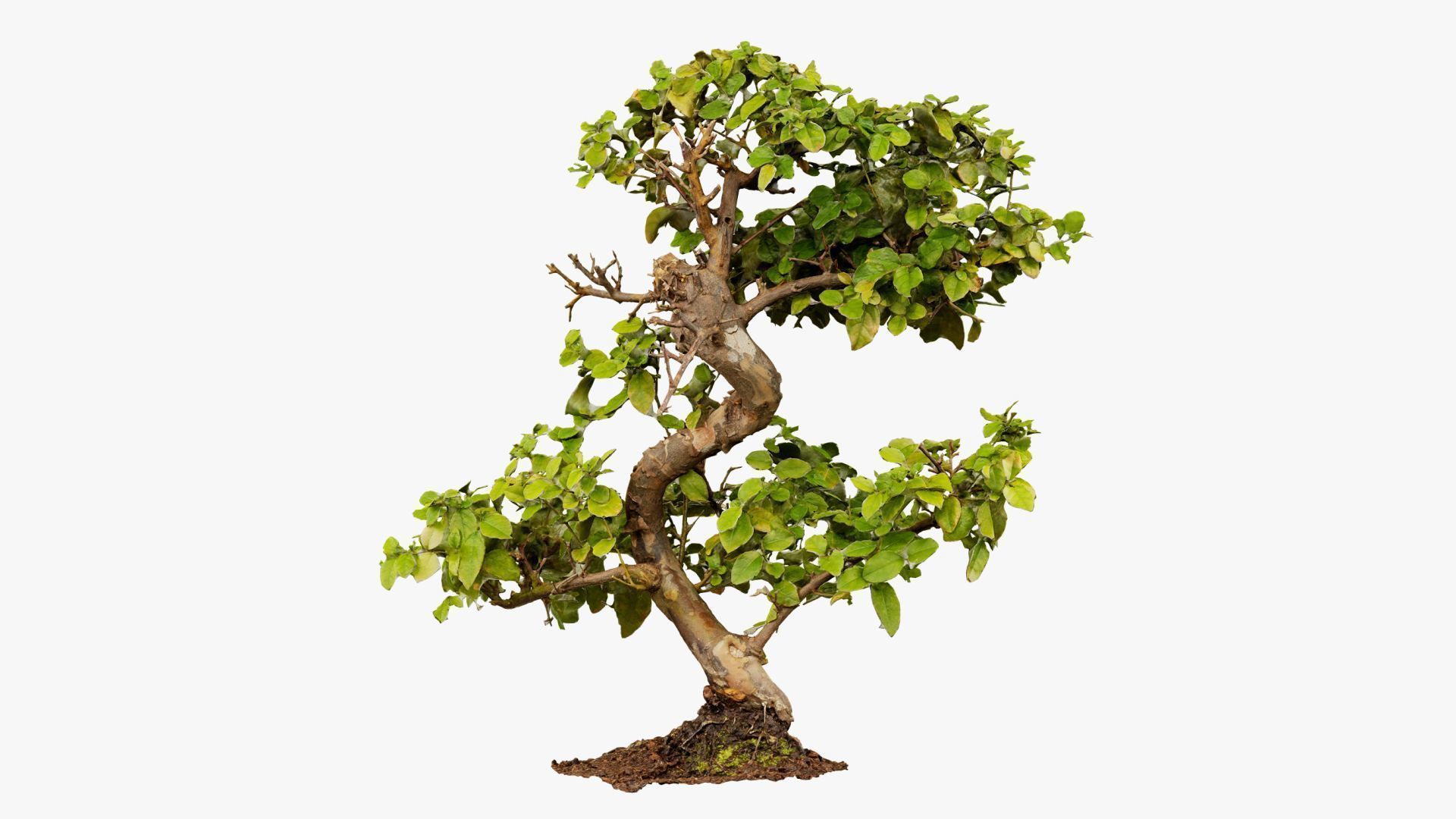Enchanted Tree 6 3D model_17