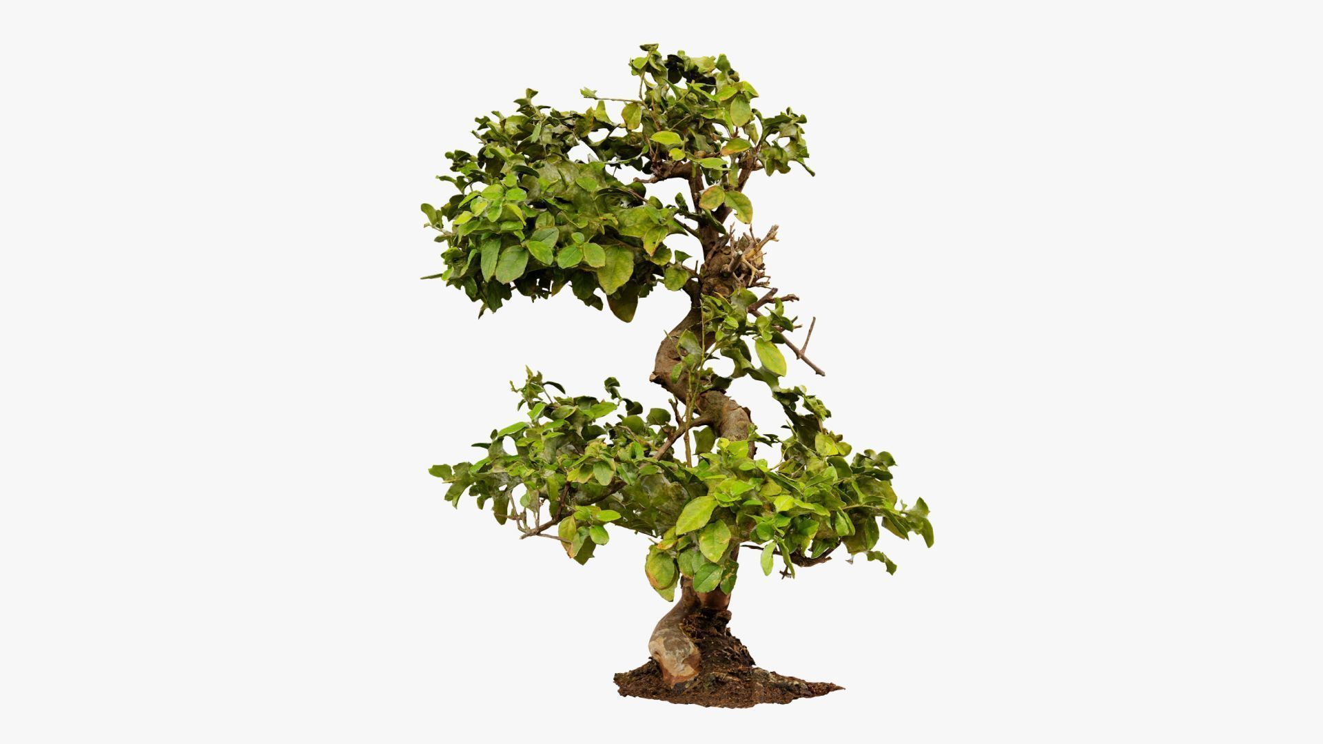Enchanted Tree 6 3D model_10