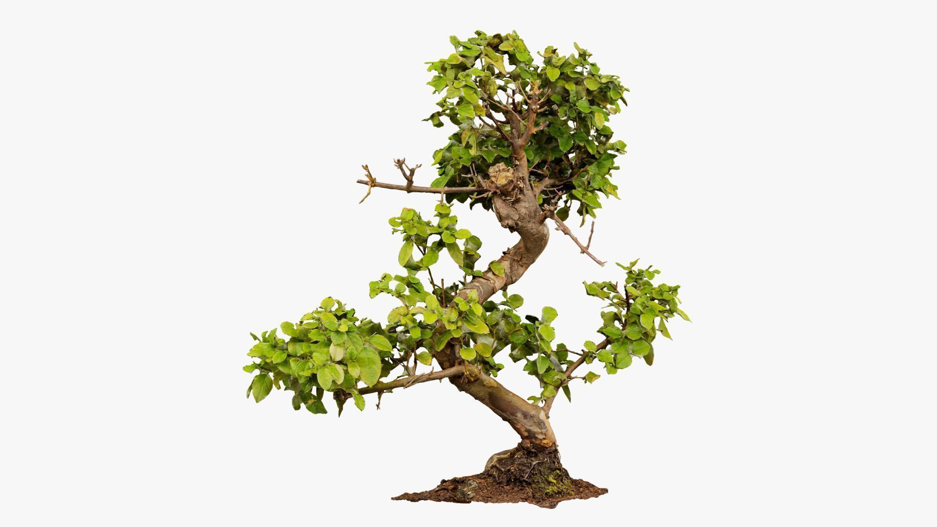 Enchanted Tree 6 3D model_7