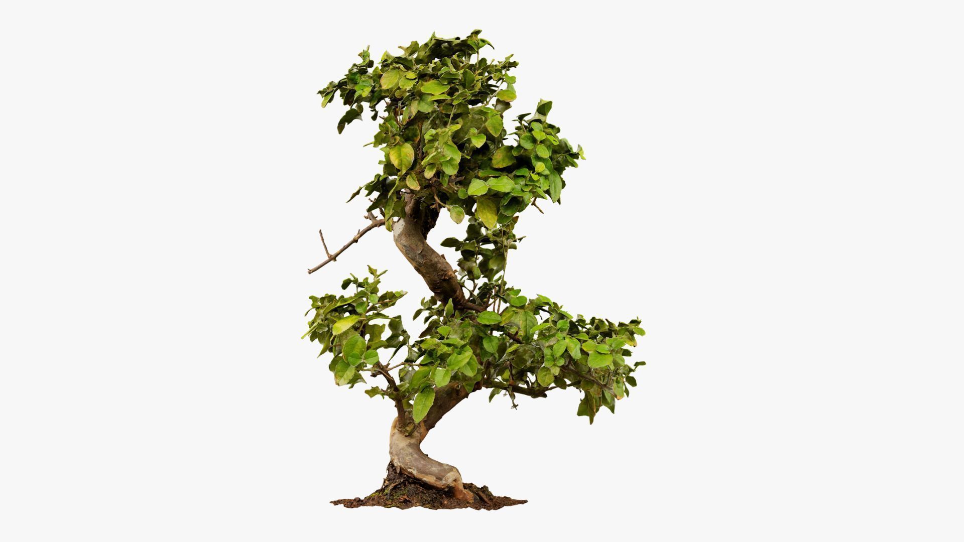 Enchanted Tree 6 3D model_14