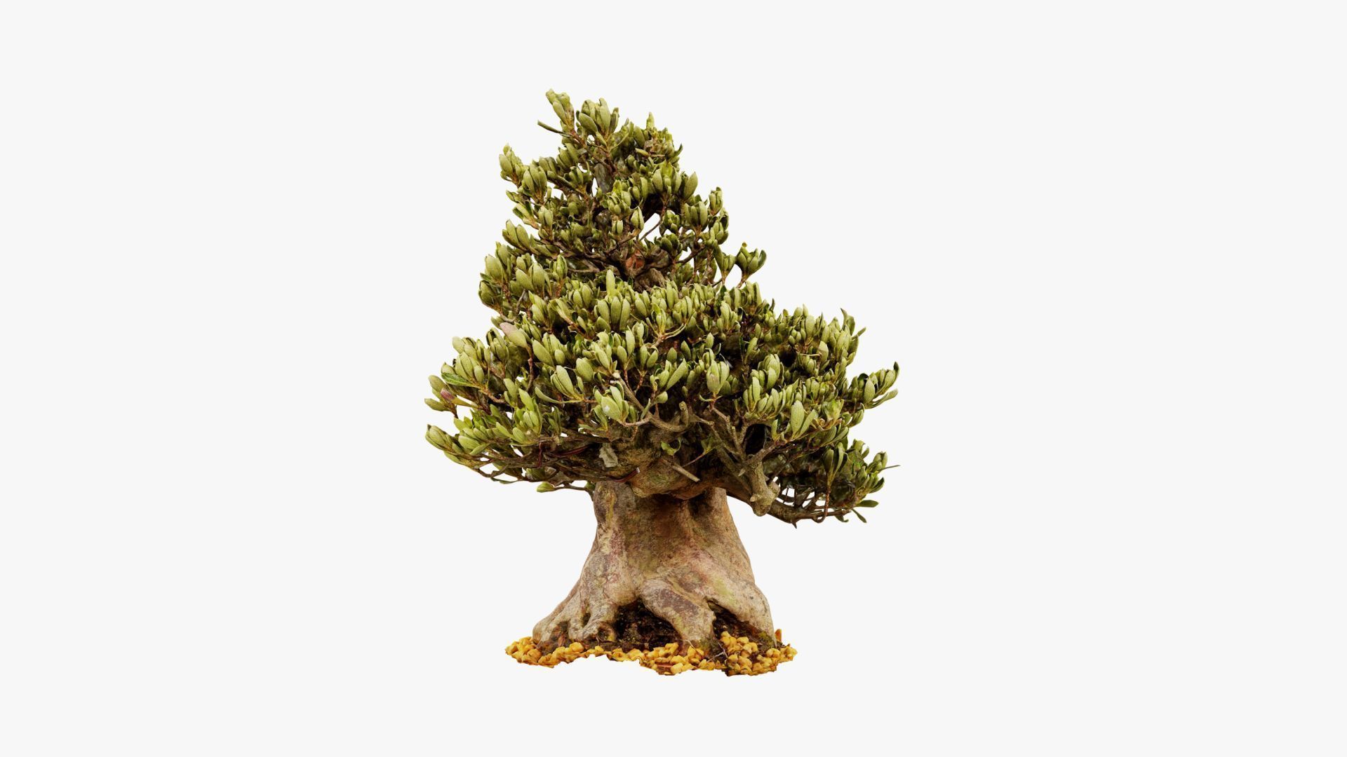 Enchanted Tree 5 3D model_15