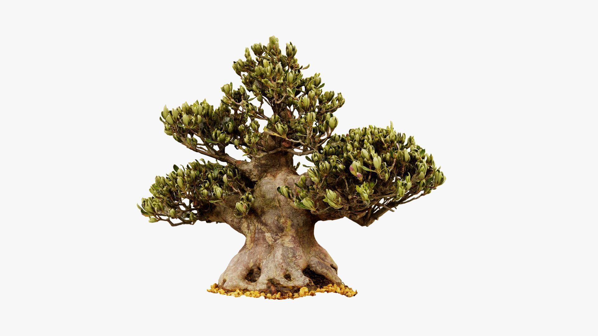 Enchanted Tree 5 3D model_17