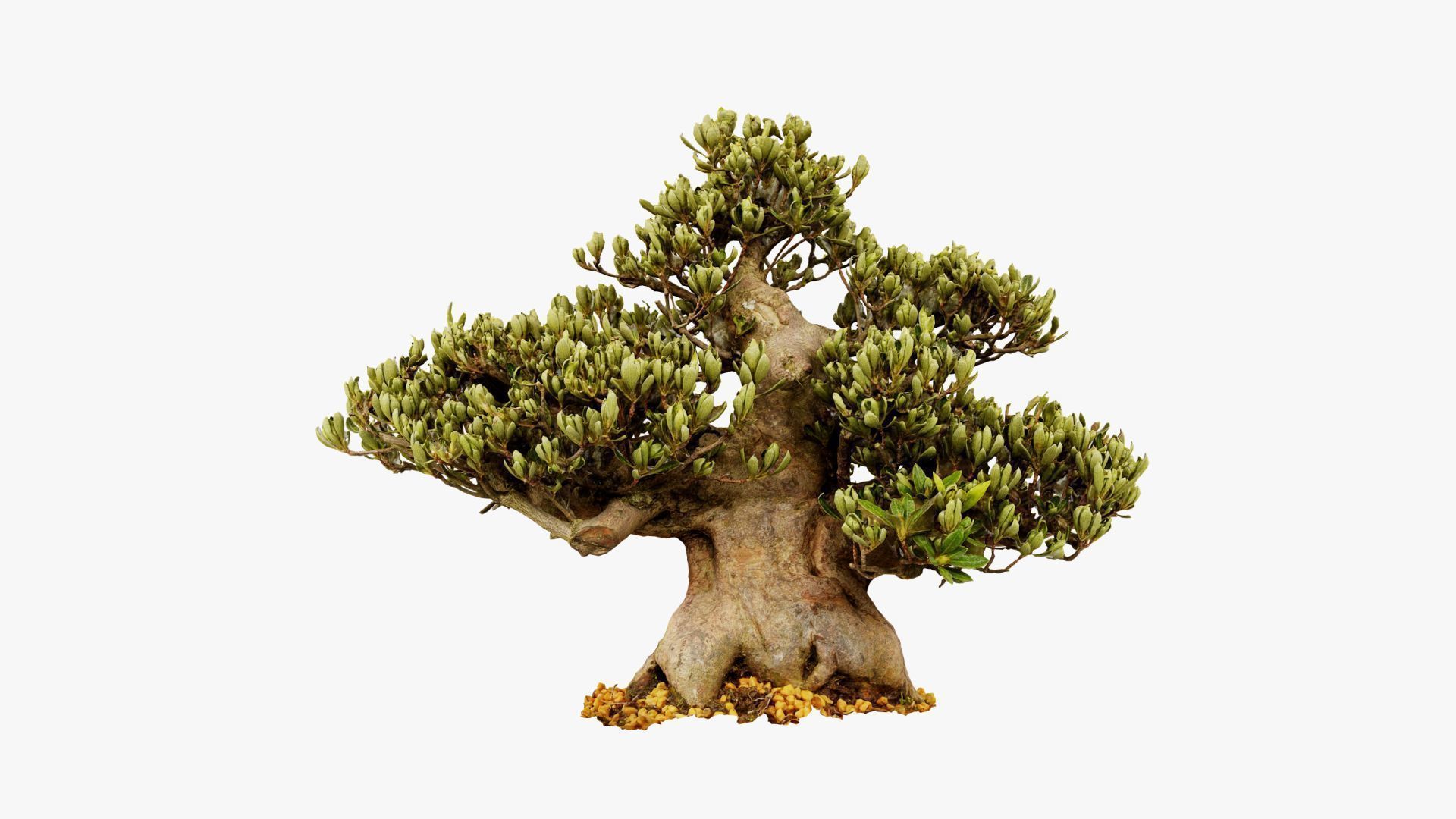 Enchanted Tree 5 3D model_12